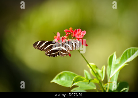 Schöne Schmetterling ruht auf eine rosa Blume Stockfoto