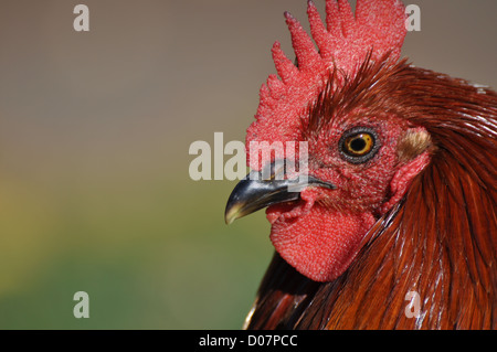 Hahn Close Up mit Platz für text Stockfoto