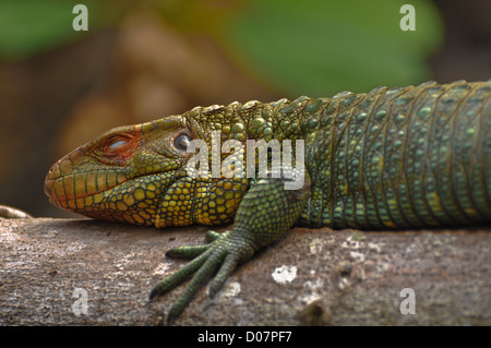 Leguan auf einem Ast schlafen Stockfoto