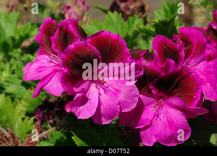 Eine Nahaufnahme von Washington State Blüte, die Küste Rhododendron oder Rhododendron Macrophyllum. Stockfoto