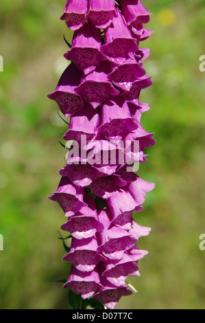 Eine lila Fingerhut blühende Pflanze (Digitalis Purpurea) gezeigt in hellem Sonnenlicht. Stockfoto