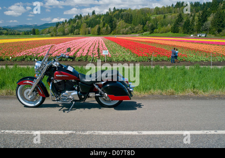 Ein Motorrad ist vor eine lebendige und schöne Tulpen, geparkt, während ein Mann und eine Frau auch die Aussicht genießen. Stockfoto