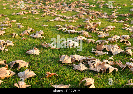 Getrocknete Blätter auf dem grünen Rasen im Winter oder Herbst Stockfoto