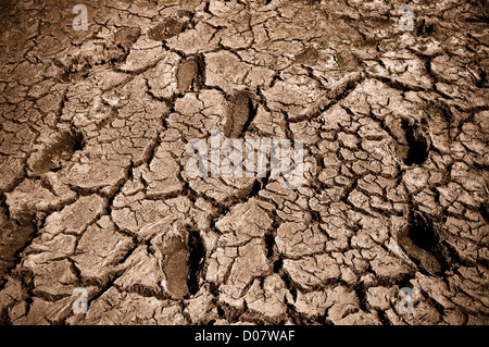 Fußabdrücke in trockene rissige Schlamm Stockfoto