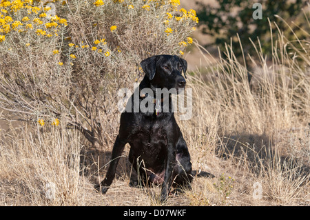 Black Labrador retriever Stockfoto