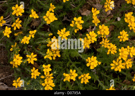 Spanische Ginster Genista Hispanica, Cevennen, Frankreich Stockfoto