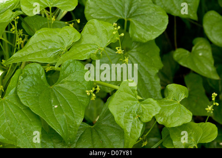 Schwarz-Zaunrübe, Tamus Communis in Blüte. Stockfoto