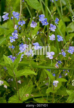 Gamander-Ehrenpreis, Veronica Chamaedrys in Blüte Stockfoto