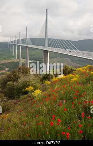 Millau-Viadukt oder Viaduc de Millau, mit Mohn und anderen Blumen auf der Autobahn A75 E11, Tarn-Schlucht. Cevennen, Frankreich. Stockfoto