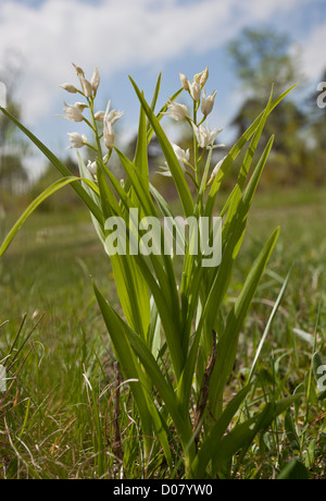 Schwert-leaved Helleborine Cephalanthera Longifolia in Blüte. Stockfoto