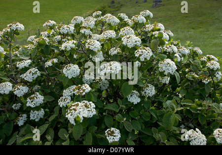 Wayfaring Baum, Viburnum Lantana, in Blüte. Stockfoto