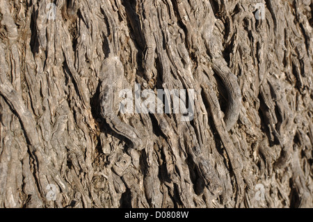 Enge Up von Palm Tree Bark als Textur verwendet, um Text hinzuzufügen Stockfoto