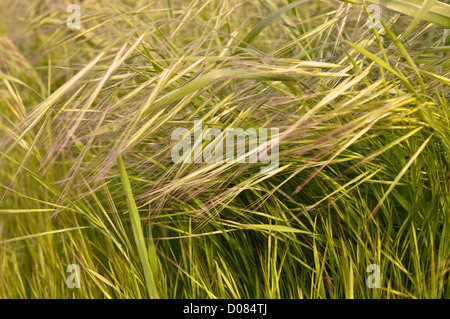 Weizen Feld Close Up Stockfoto