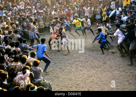 Jallikattu; Stier zähmen an Alanganallur in der Nähe von Madurai, Tamil Nadu, Indien Stockfoto