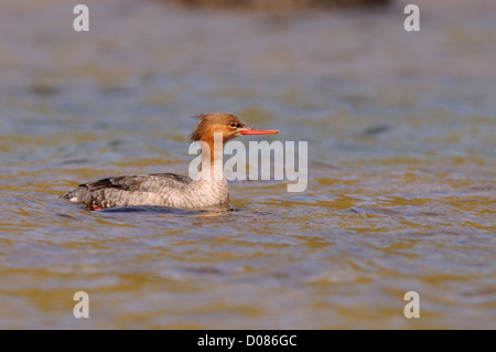 Red-breasted Prototyp (Mergus Serrator) Weibchen schwimmen, Island, Juni Stockfoto