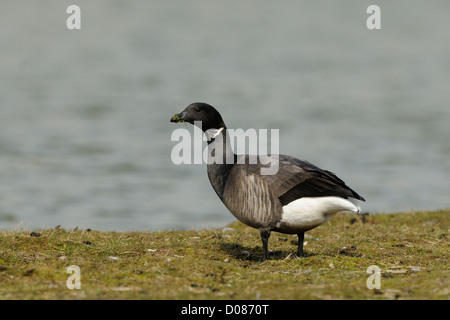 Dunkel-bellied Brent Goose (Branta Bernicla) Fütterung auf Vegetation, Holland, Mai Stockfoto