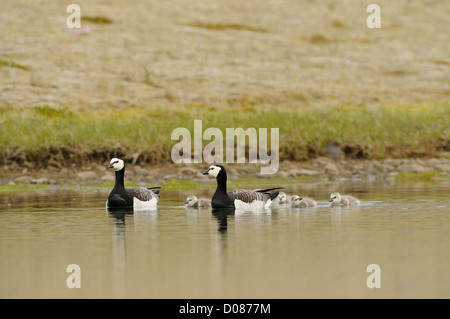 Weißwangengans (Branta Leucopsis) paar Schwimmen mit Küken, Island, Juni Stockfoto