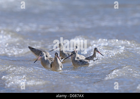 Uferschnepfe (Limosa Limosa) im Winterkleid, Gruppe Fütterung im Meer, Yorkshire, England, Februar Stockfoto