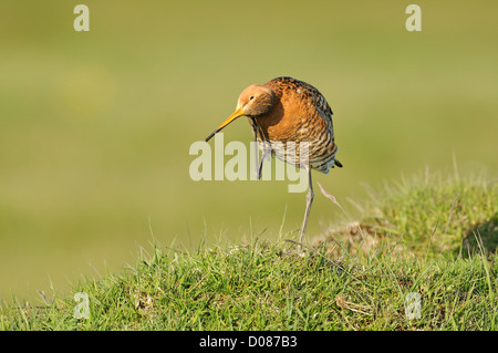 Uferschnepfe (Limosa Limosa) Erwachsenen putzen, in Zucht Gefieder, Island, Juni Stockfoto