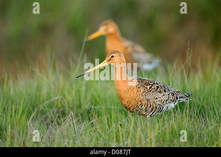 Schwarz-angebundene Uferschnepfe (Limosa Limosa) paar zusammen spazieren über den Rasen, Island, Juni Stockfoto