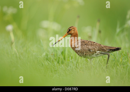 Uferschnepfe (Limosa Limosa) zu Fuß in Feld lange Gras, Holland, Mai Stockfoto