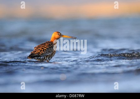 Schwarz-angebundene Uferschnepfe (Limosa Limosa) Erwachsene im Gefieder, Zucht stehen im tiefen Wasser Island, Juni Stockfoto