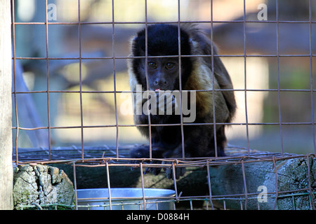 Schwarz-capped Kapuziner Affen (Cebus Apella) im Tygerberg Zoo in der Nähe von Kapstadt. Stockfoto