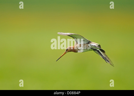 Uferschnepfe (Limosa Limosa) im Flug, Holland, Mai Stockfoto