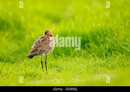 Uferschnepfe (Limosa Limosa) Schlafplatz im Feld, Holland, Mai Stockfoto