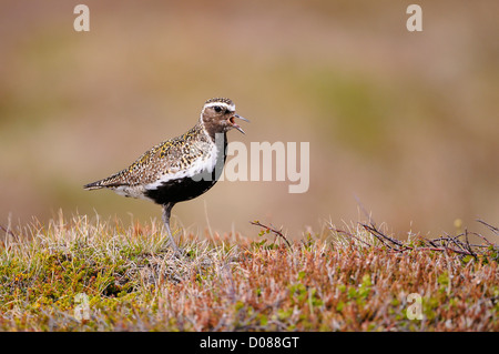 Goldregenpfeifer (Pluvialis Apricaria) im Sommer Zucht Gefieder, stehend auf Heather aufrufen, Island, Juni Stockfoto