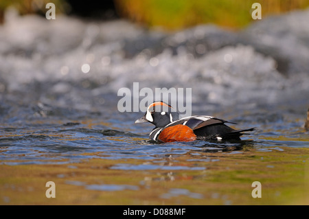 Harlekin Ente (Histrionicus Histrionicus) Männchen schwimmen in schnell fließenden Gewässern, Island, Juni Stockfoto