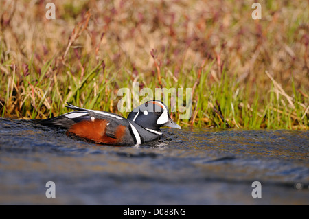 Harlekin Ente (Histrionicus Histrionicus) Männchen schwimmen, Island, Juni Stockfoto