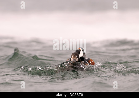 Harlekin Ente (Histrionicus Histrionicus) Männchen schwimmen nach weiblich, Island, Juni Stockfoto