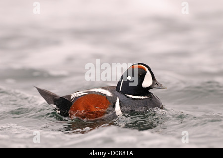 Harlekin Ente (Histrionicus Hitrionicus) männlichen schwimmen, mit Heck angehoben, Island, Juni Stockfoto