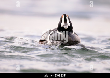 Harlekin Ente (Histrionicus Histrionicus) Männchen schwimmen in schnell fließenden Gewässern, Island, Juni Stockfoto