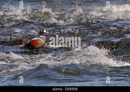 Harlekin Ente (Histrionicus Hitrionicus) männlich stehend in schnell fließenden Gewässern, Island, Juni Stockfoto