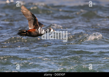Harlekin Ente (Histrionicus Histrionicus) Männchen im Flug über Wasser, Island, Juni Stockfoto