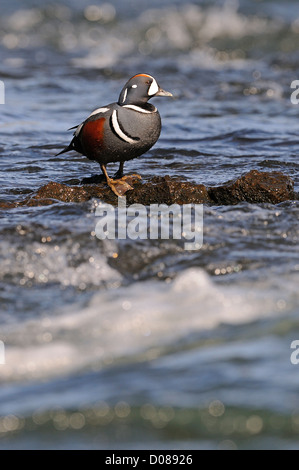Harlekin Ente (Histrionicus Histrionicus) männlichen stehen auf Felsen in schnell fließenden Gewässern, Island, Juni Stockfoto