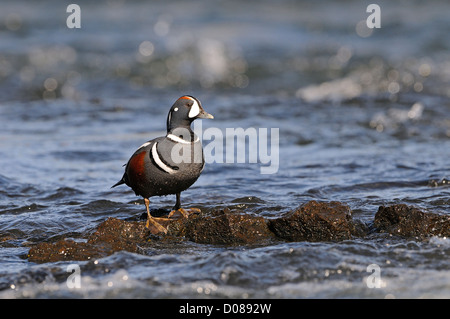 Harlekin Ente (Histrionicus Histrionicus) männlichen stehen auf Felsen in schnell fließenden Gewässern, Island, Juni Stockfoto