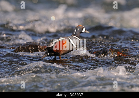 Harlekin Ente (Histrionicus Histrionicus) männlich stehend in schnell fließenden Gewässern, Island, Juni Stockfoto