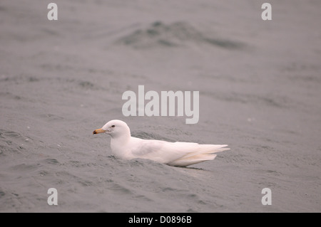 Gull Island (Larus Glaucoides) zweite Sommer-Vogel, ruht auf dem Wasser, Island, Juni Stockfoto