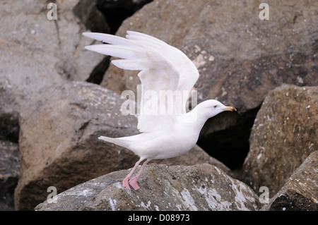 Gull Island (Larus Glaucoides) zweiten Sommer Gefieder, Massenermittlung aus Felsen, Island, Juni Stockfoto