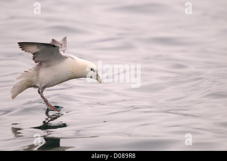 Nördlichen Fulmar (Fulmarus Cyclopoida) im Flug, schwebt über dem Wasser, Island, Juni Stockfoto