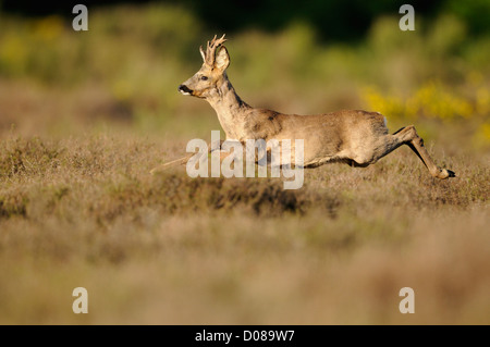 Western-Reh (Capreolus Capreolus) Männchen läuft durch Heidekraut, Holland, Mai Stockfoto
