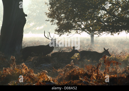 Schwarzwild im herbstlichen Wald Stockfoto