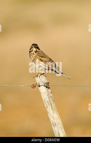 Rotdrossel (Turdus Iliacus) gehockt Zaunpfahl, Island, Juni Stockfoto