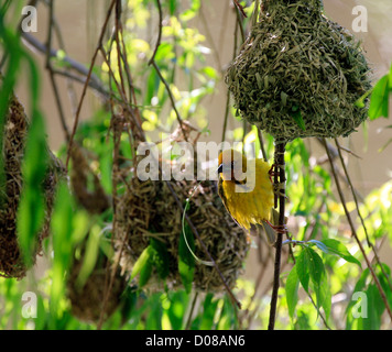 Ein männlicher Cape Weaver (Ploceus capensis) Gebäude ein Nest im Garten Spier Immobilien in Cape Town, Südafrika. . Stockfoto