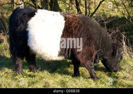 Belted Galloway Rinder weiden auf Reigate Hill Colley Hill Stockfoto