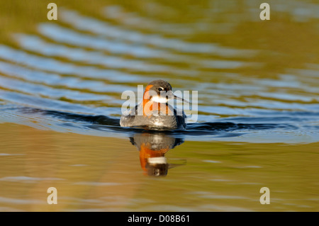 Red-necked Phalarope (Phalaropus Lobatus) schwimmen, Island, Juni Stockfoto