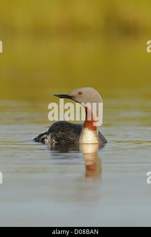 Sterntaucher (Gavia Stellata) schwimmen, im Sommer Gefieder, Island, Juni Stockfoto